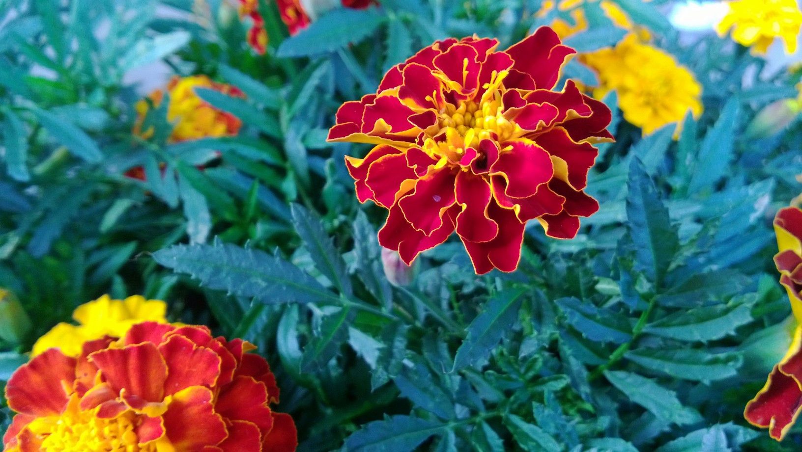 Nokia Lumia 720 lepszym wyborem od Lumii 820? [test] 10