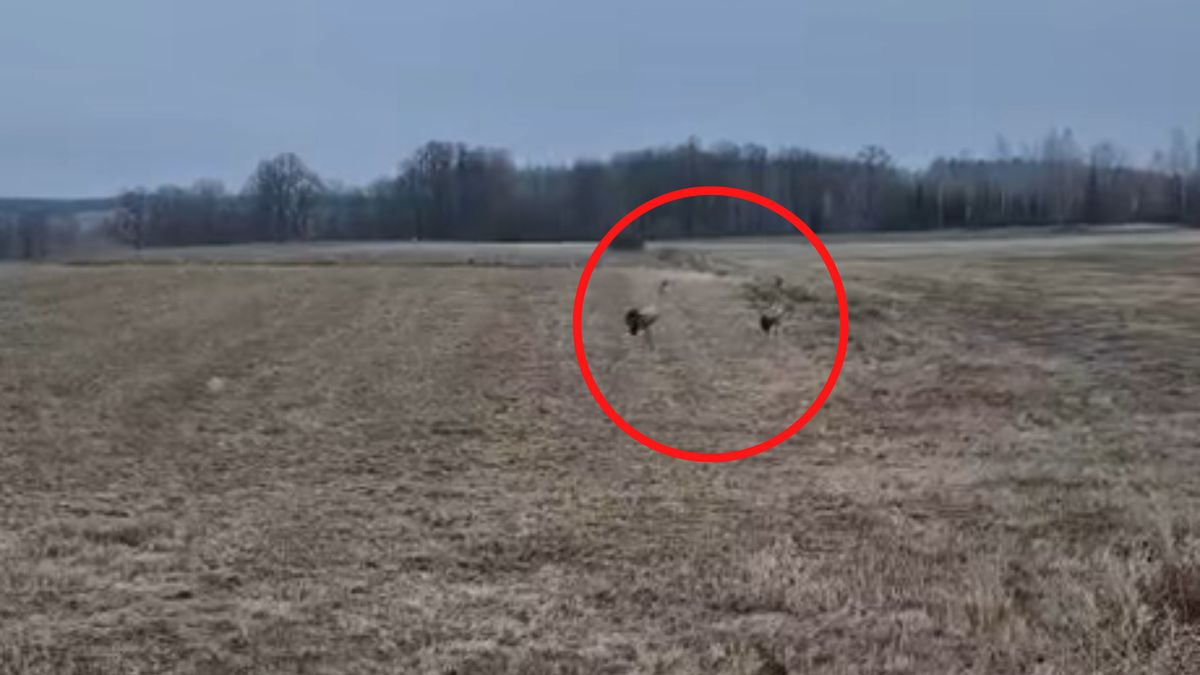 W drodze do szkoły zobaczył żurawie.