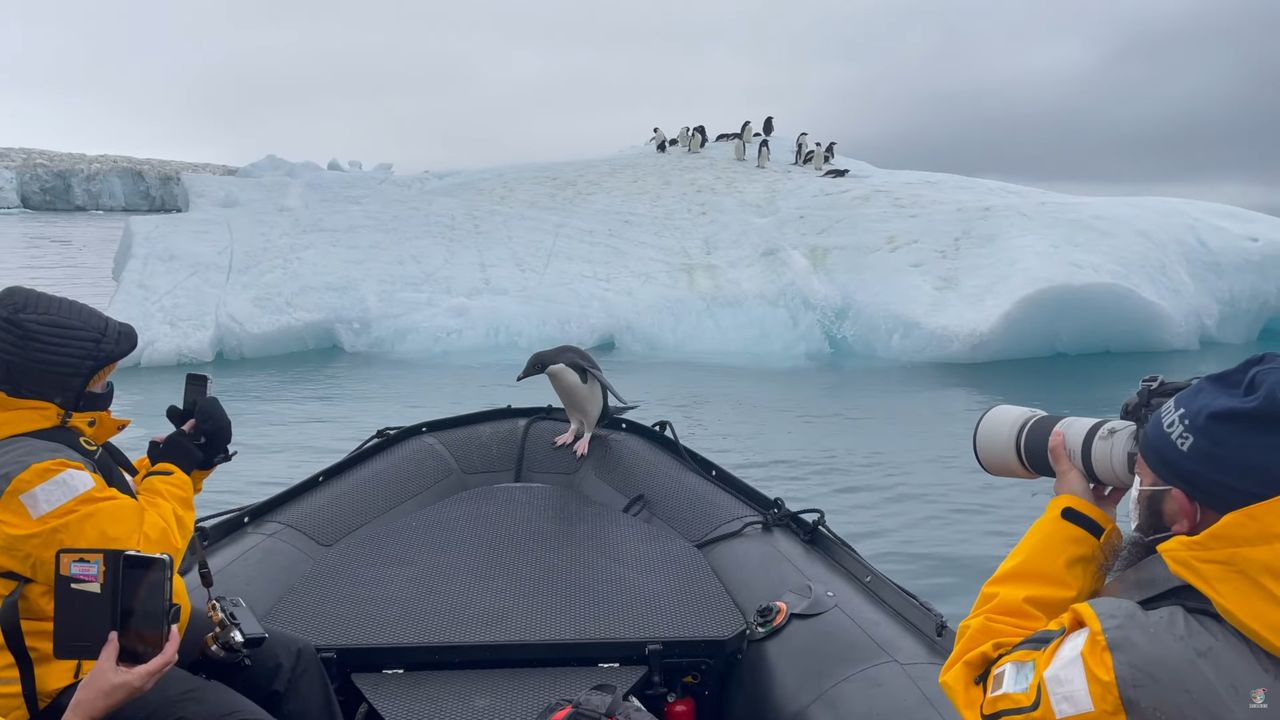 Pingwin uciekł z paszczy śmierci. Uratowała go łódź fotografów