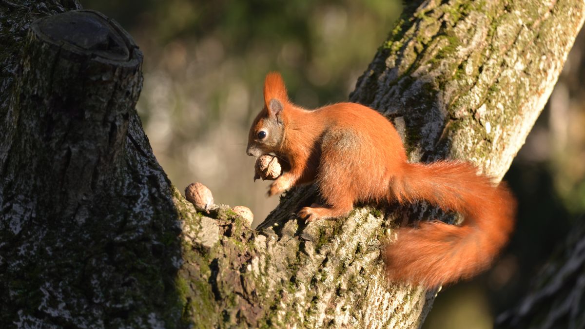 Wiewiórki mają swoją mroczną stronę