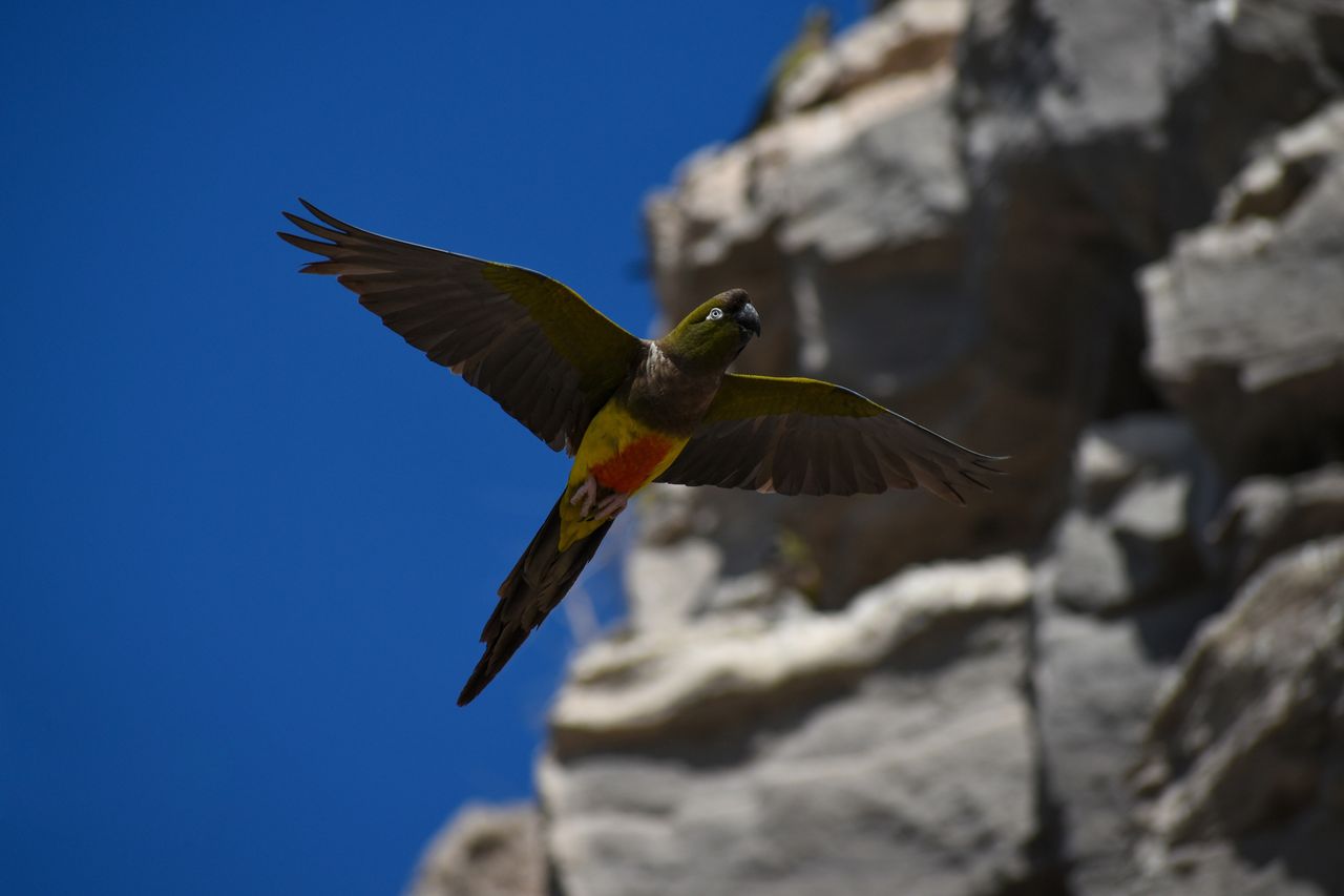 Patagonian parrots do not let the residents of Argentina live peacefully