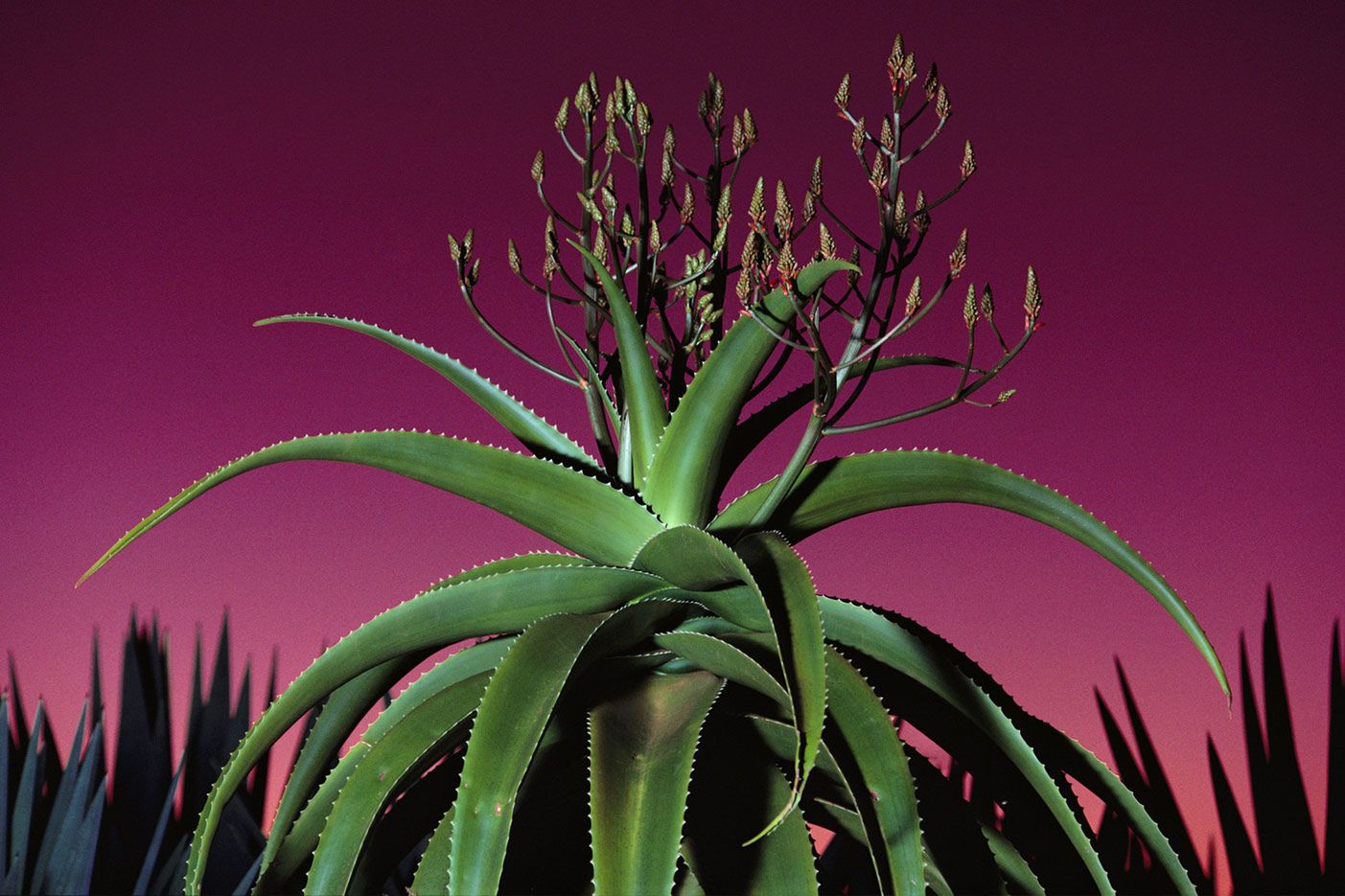 Namibia to jeden z cudów świata. Fotografie Fransa Lantinga sprawiają, że w ten cud jeszcze trudniej uwierzyć 3