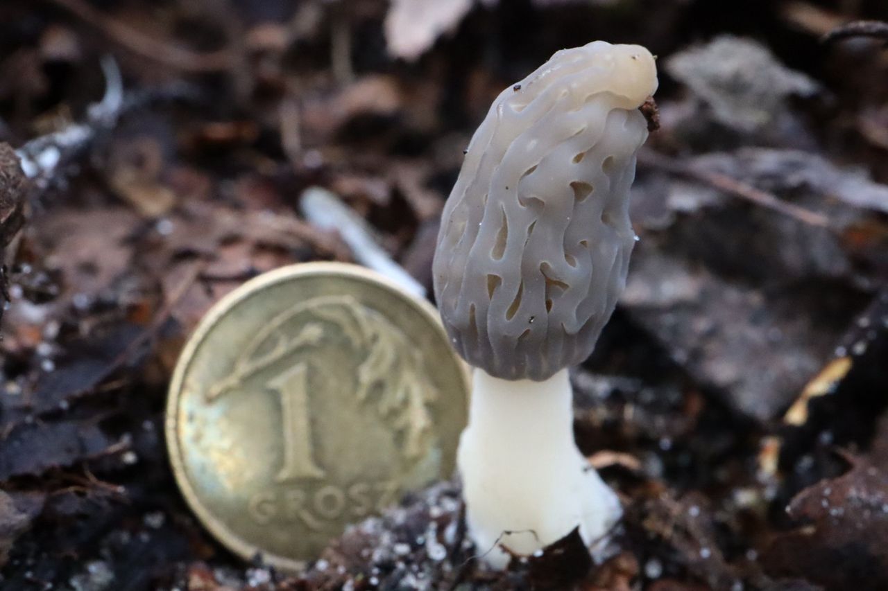 Pokazała zdjęcie z lasu. To polskie trufle. "Wreszcie się pojawiły"