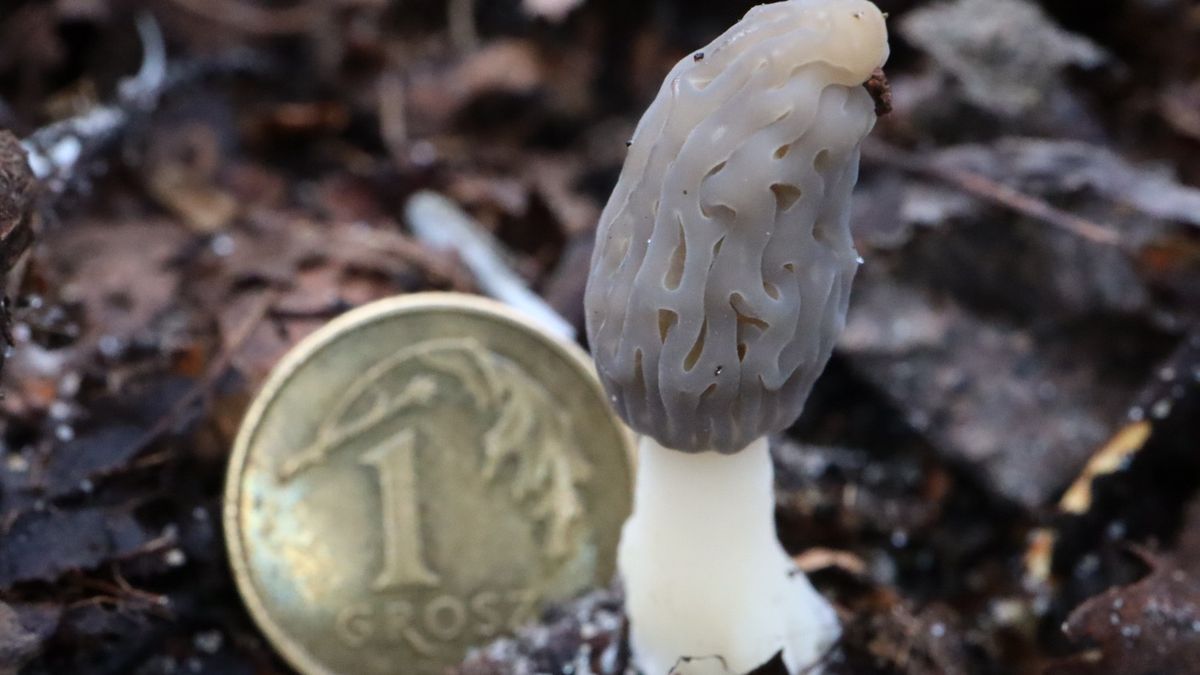 Polskie trufle powoli pojawiają się w lasach