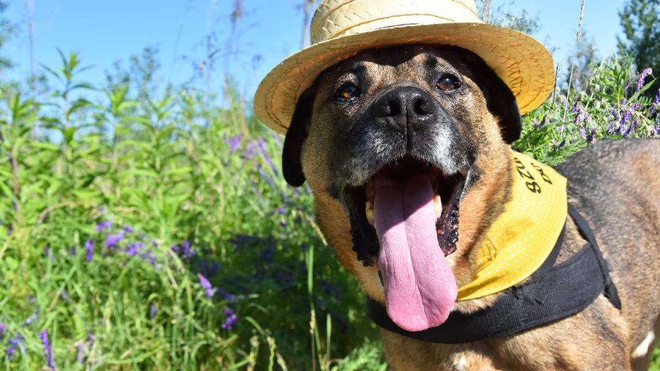 Wrocław. Serce dla Zwierząt 2020. Można zgłaszać kandydatury