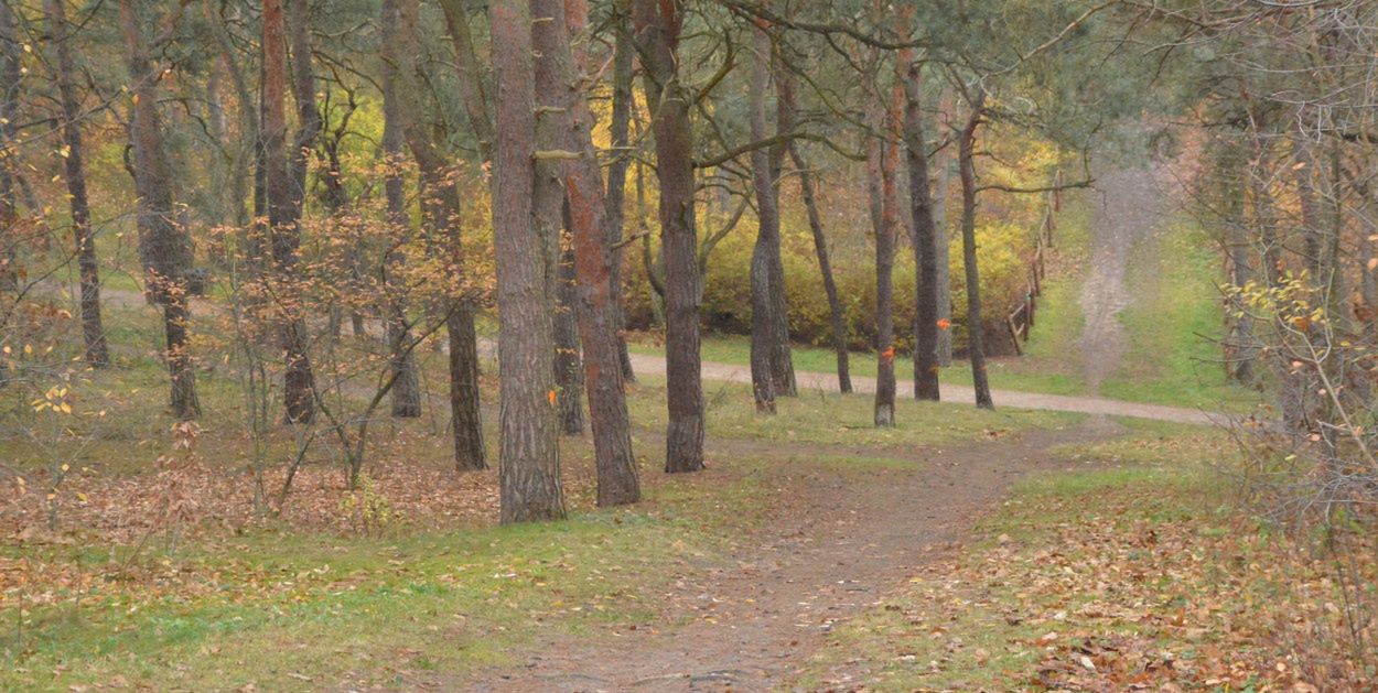 Toruń: Kobiety boją się chodzić przez park przy Bema? Zgłoszenie było, nowe...