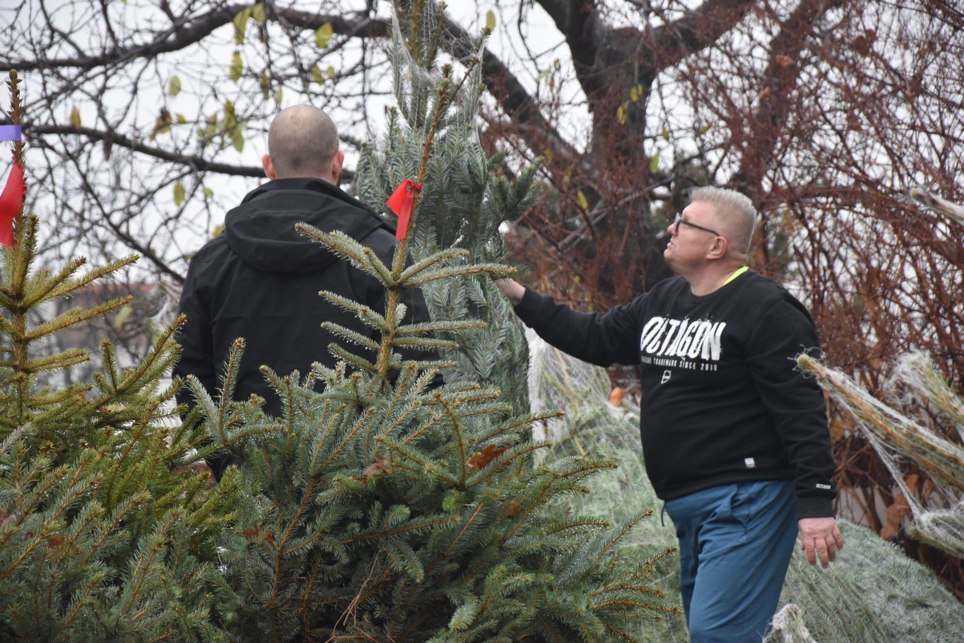 Choinki ze szczytnym przesłaniem