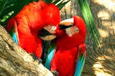 Pantanal - cud brazylijskiej przyrody