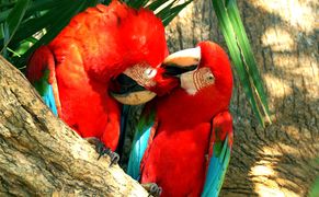 Polsat Viasat Nature HD Pantanal - cud brazylijskiej przyrody