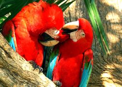 Polsat Viasat Nature HD Pantanal - cud brazylijskiej przyrody