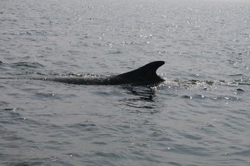 Dramat humbaka na Bałtyku. Eksperci nie dają złudzeń