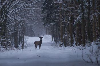 Sezon na "leśne skarby" już się zaczyna. Kierowcy muszą szczególnie uważać