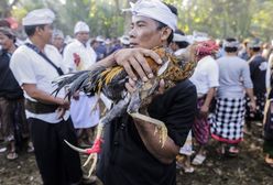 Tragiczny wypadek na Bali. Mężczyzna ofiarą walki kogutów
