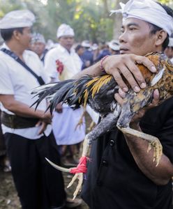 Tragiczny wypadek na Bali. Mężczyzna ofiarą walki kogutów