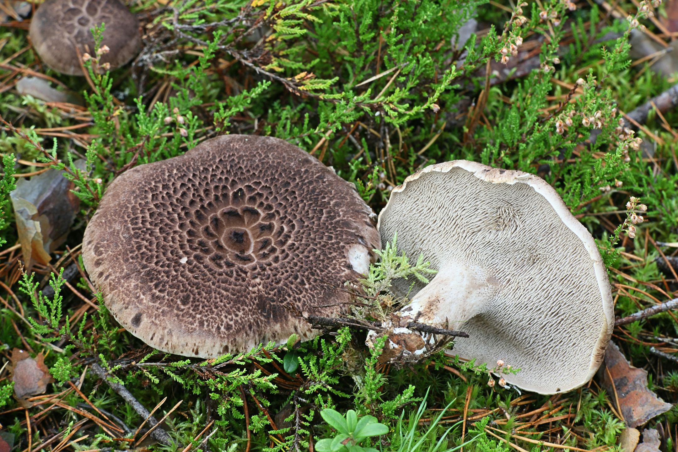 Sarniak świerkowy ma charakterystyczne kolce od spodu