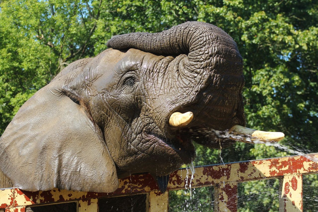 Warszawskie Zoo. Olejek z konopi dla słoni. Ma zredukować stres u zwierząt