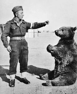 Najsłynniejszy niedźwiedź w Wojsku Polskim. Po wojnie Wojtka czekał smutny los