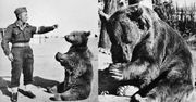 Najsłynniejszy niedźwiedź w Wojsku Polskim. Po wojnie Wojtka czekał smutny los