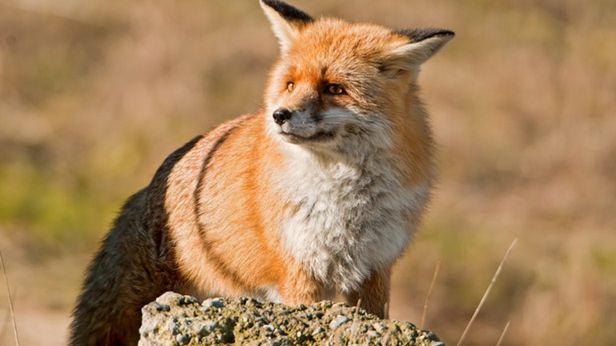 Dwa świetne dodatki do Firefoksa, dzięki którym zyskasz więcej miejsca na ekranie 1