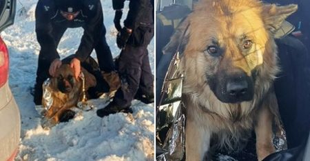 Pies przymarzł do pobocza drogi. Uratowali go policjanci