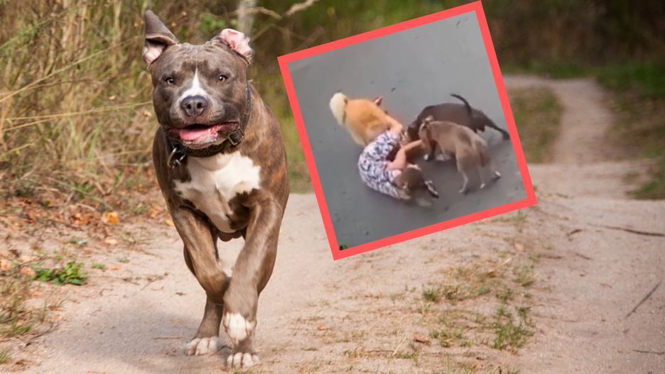 28-latka zaatakowana podczas spaceru przez dwa psy