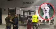 Pies Kodi skutecznie zapobiegł handlowi narkotykami. Akcja KAS na Śląsku