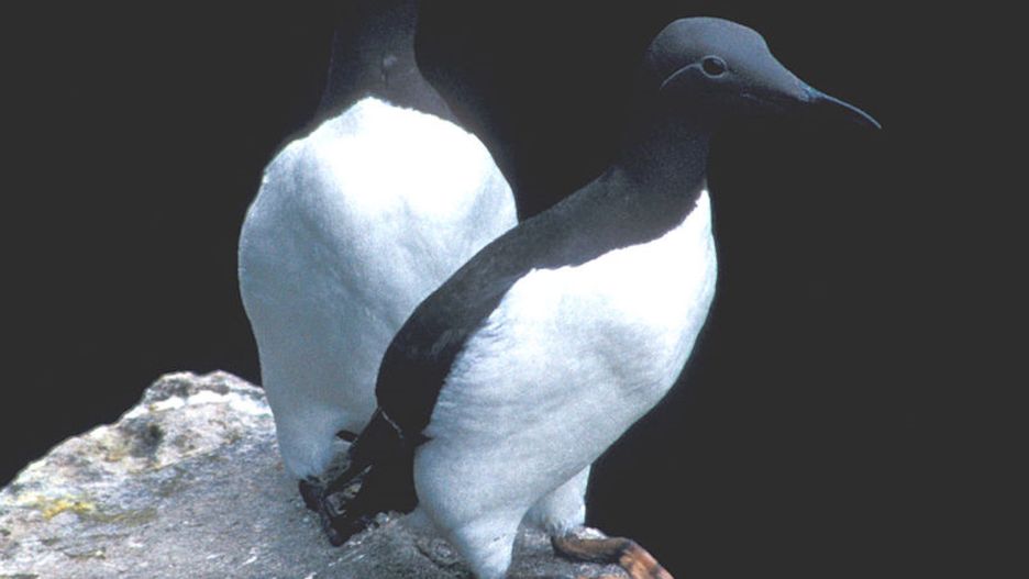 Nurzyk zwyczajny, zdjęcie ilustracyjne 