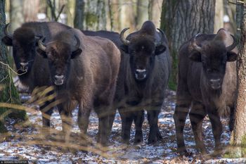 Intercity "Żubr" wjechał w grupę żubrów. Zwierzęta nie żyją