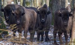 Intercity "Żubr" wjechał w grupę żubrów. Zwierzęta nie żyją