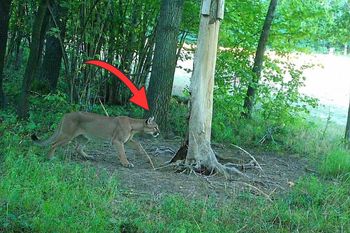 Puma na Dolnym Śląsku. Leśnicy dementują. "Nie potwierdziła się"