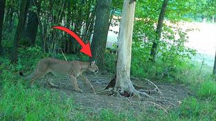 Puma na Dolnym Śląsku. Leśnicy dementują. "Nie potwierdziła się"