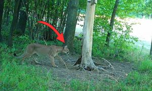 Puma na Dolnym Śląsku. Leśnicy dementują. "Nie potwierdziła się"