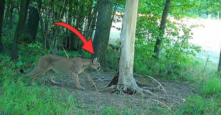 Puma na Dolnym Śląsku. Leśnicy dementują. "Nie potwierdziła się"