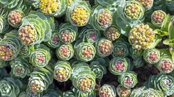 Wsparcie dla zapracowanych. Regulują poziom kortyzolu, wzmacniają pracę mózgu