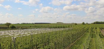 Plony jabłek i gruszek 2025 w Belgii i Niderlandach