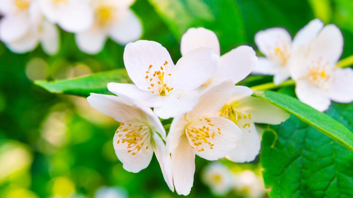 Kwiaty doniczkowe są nie tylko ozdobą domu ale także filtrują powietrze i dostarczają tlen