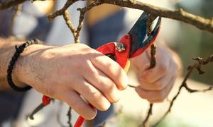 Jaki sektor wybrać do gałęzi? Warto o tym pamiętać