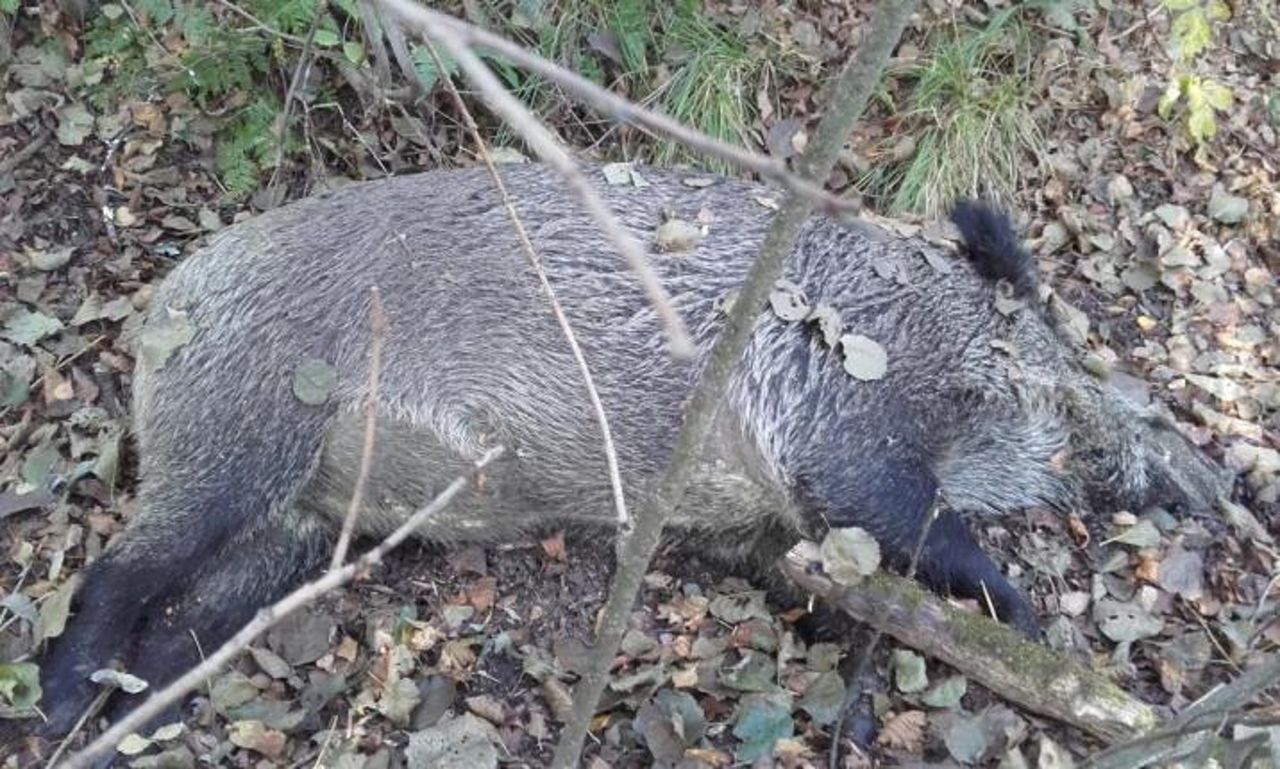 Wirus ASF szaleje w kujawsko-pomorskim. Służby czyszczą lasy z trucheł