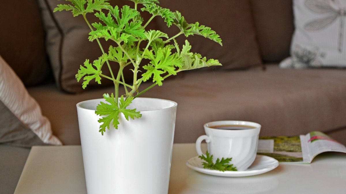 Anginka - remedium na wiele dolegliwości