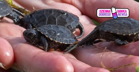 Łódzkie zoo daje nadzieję. Wyjątkowa szansa dla żółwia błotnego