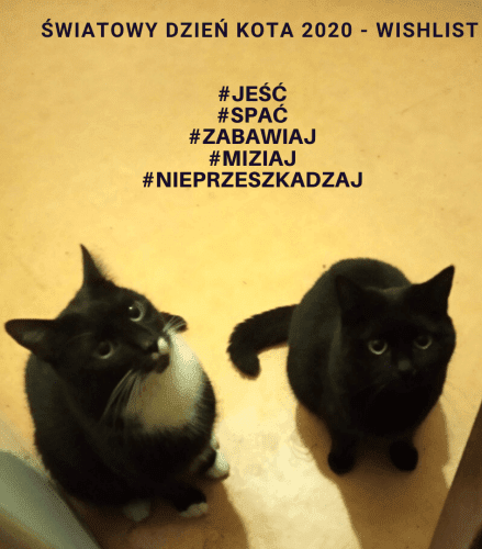 Światowy Dzień Kota 2020 – świętujemy, rozpieszczamy, adoptujemy!