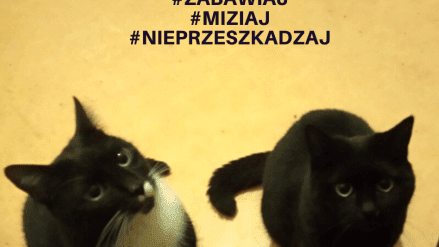 Światowy Dzień Kota 2020