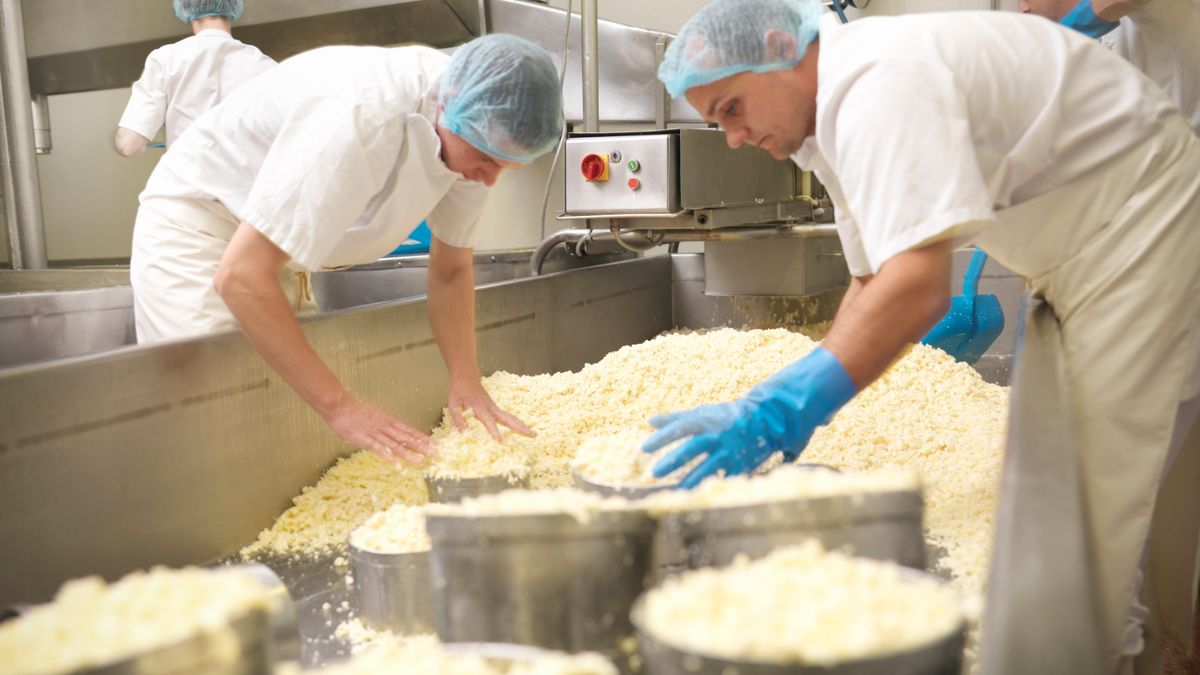 Niemcy szukają chętnych do pracy przy pakowaniu sera.