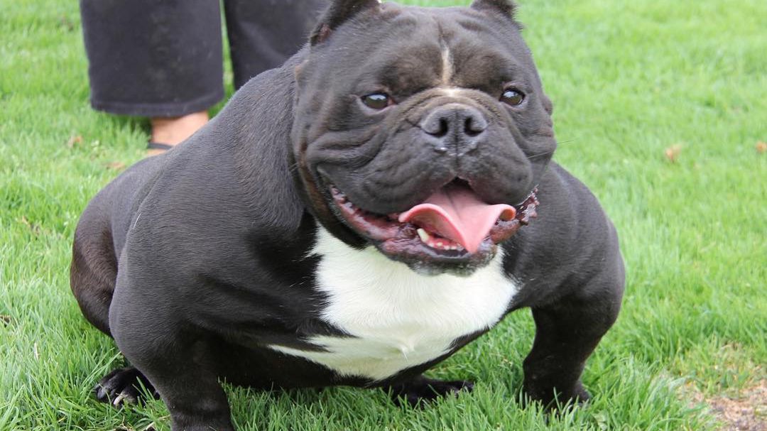 Psy mutanty to tak naprawdę kaleki, które bardzo cierpią