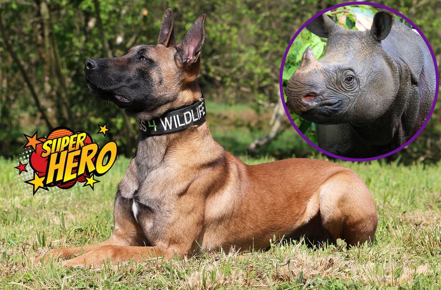 Dan, pies wyszkolony przez Dogs 4 Wildlife uratował nosorożce przed kłusownikami