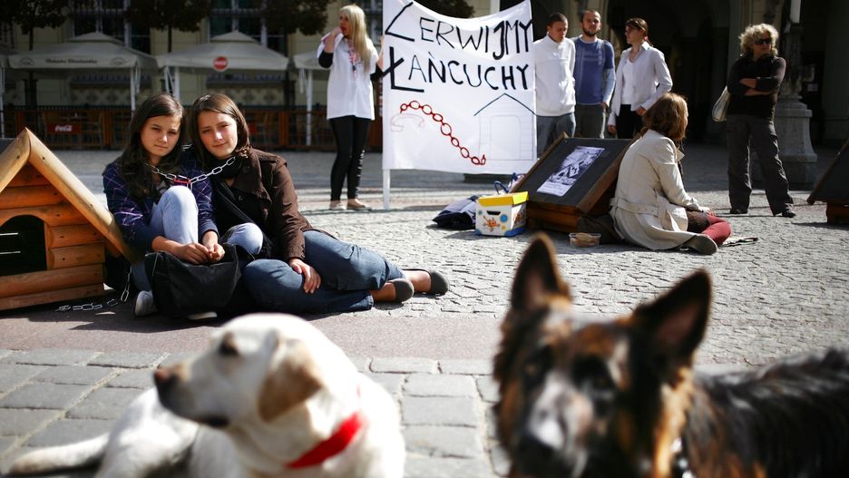 Organizacje prozwierzęce od dawna postulowały takie rozwiązania.