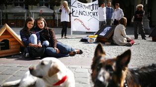 Zakaz łańcuchów. "Nikt nie zmusza nikogo do posiadania psa"
