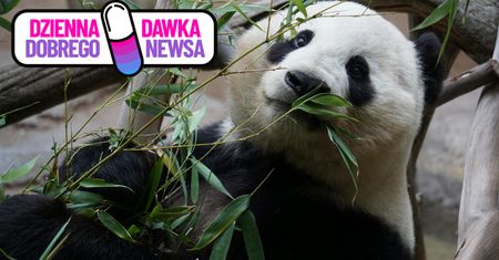 Nietypowa praca w Chinach. Przytulacze pand poszukiwani