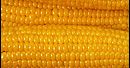 Kto się boi GMO