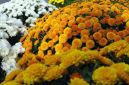 Dla tysięcy firm sprzedających kwiaty i znicze listopadowe święto to okres żniw